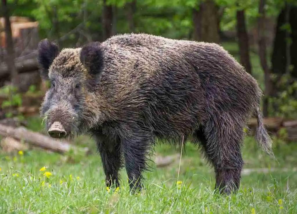 Cooking Wild Feral Hogs Meat