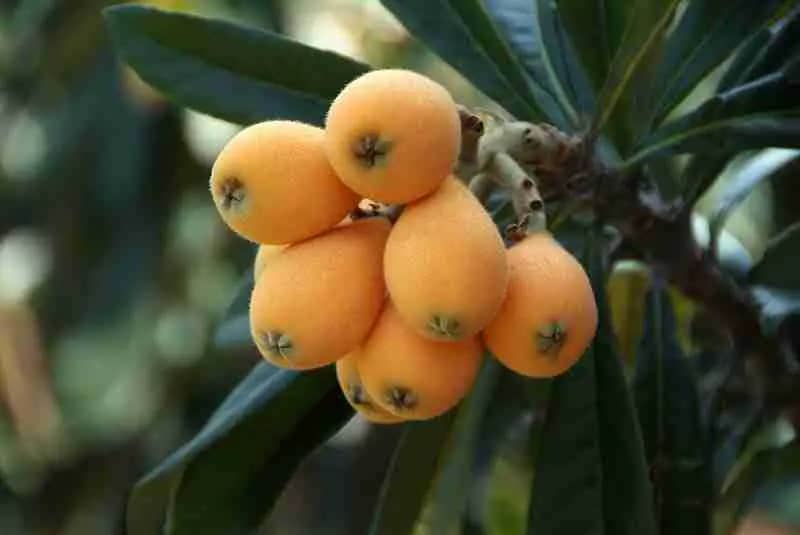 Easy loquat jam recipe