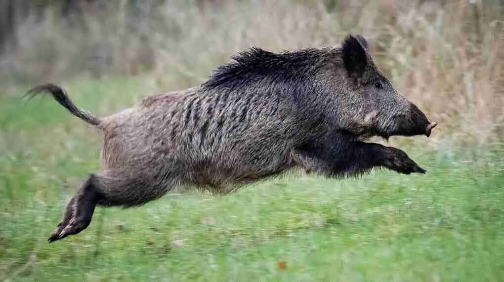 Cooking Wild Feral Hogs Meat